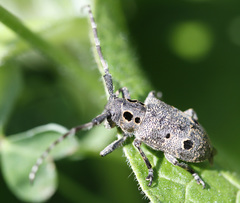Mesosa curculionoides