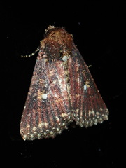 Condica abida