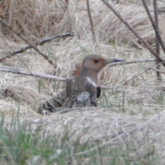 Colaptes auratus auratus