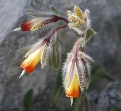 Onosma frutescens