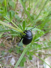 Timarcha tenebricosa
