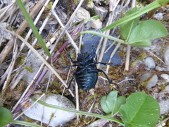 Timarcha tenebricosa