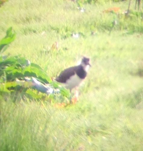 Northern Lapwing