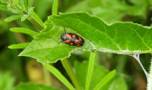 Common Froghopper