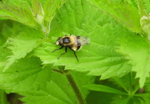 White-tailed Bumblebee Hoverfly