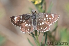 Muschampia cribrellum