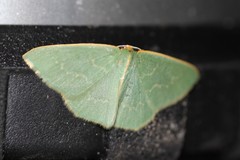 Chlorocoma melocrossa