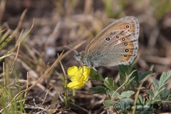 Coenonympha amaryllis