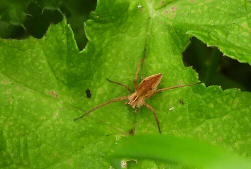 European Nursery Web spider