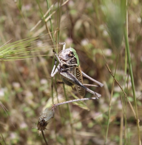 Wart-biter