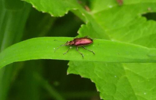 jewel reed beetle