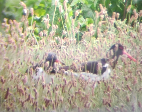 Eurasian Oystercatcher