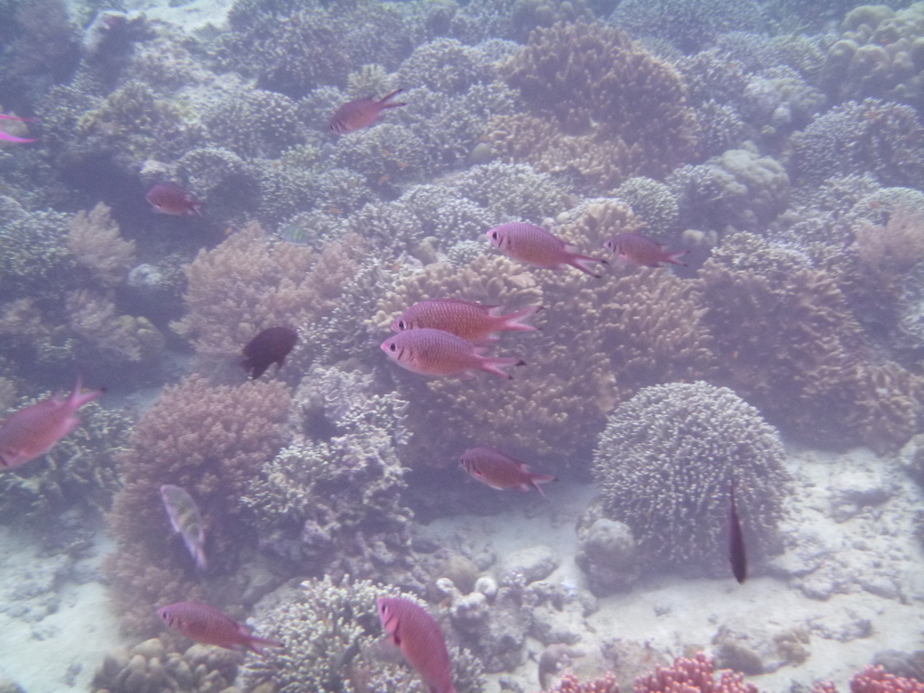 Weber's chromis