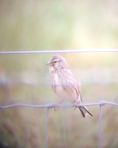 Eurasian Linnet