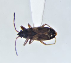 Eremocoris borealis