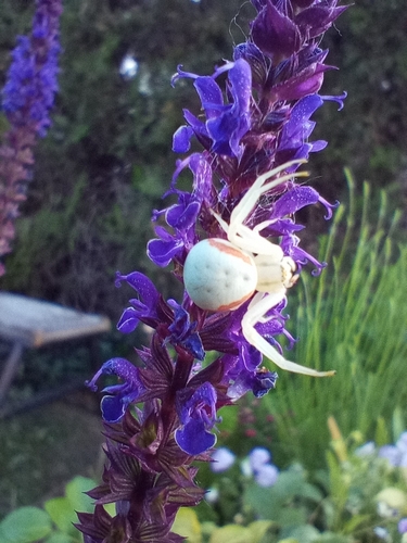 Goldenrod Crab Spider