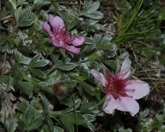 Potentilla nitida