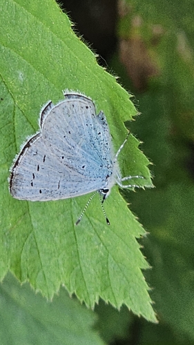 Holly Blue