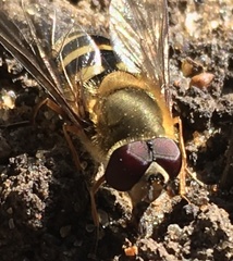 Syrphus