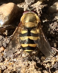 Syrphus