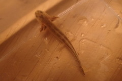 Ambystoma