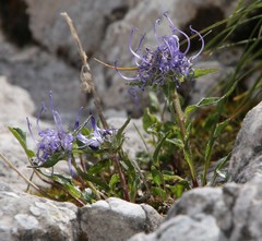 Phyteuma sieberi