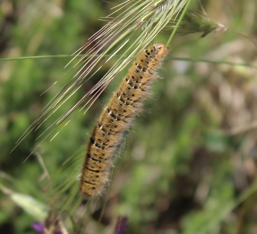 Grass Eggar