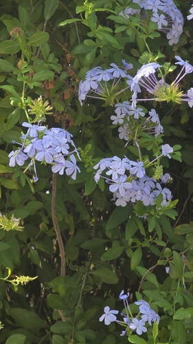 blue plumbago