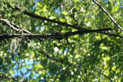Western Tanager