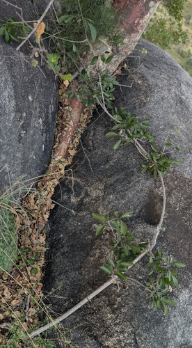 Pristimera longipetiolata, photograph 6