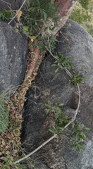 Pristimera longipetiolata, photograph (c) Shedron Mukhumo, some rights reserved (CC BY)