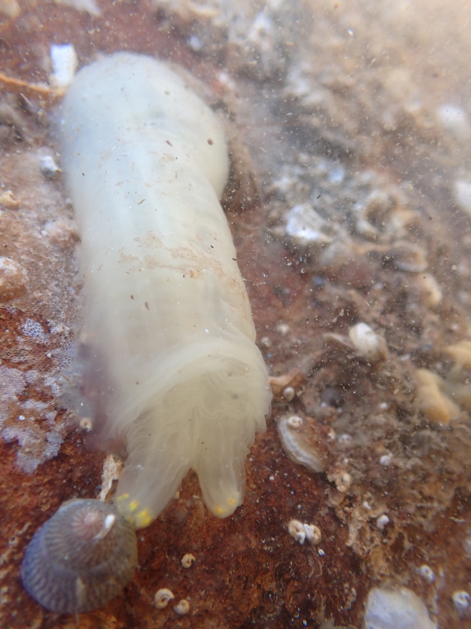 Ciona intestinalis (Linnaeus, 1767)