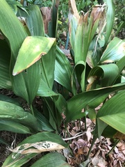 Aspidistra