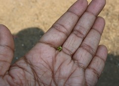 Pentatropis