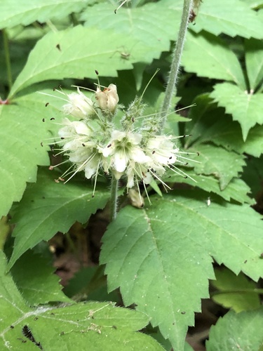 Hydrophyllum macrophyllum, photograph 6