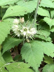 Hydrophyllum macrophyllum, photograph (c) Y. Liu, some rights reserved (CC BY)
