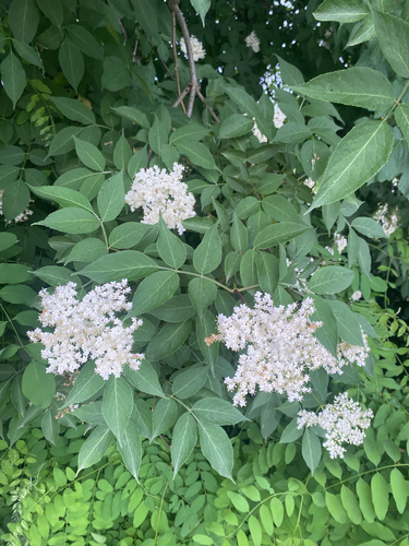 European black elderberry