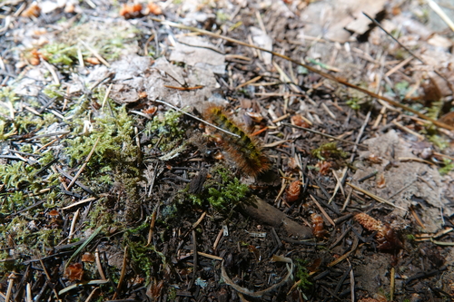 Silver-spotted Tiger Moth