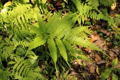 Pteris amoena