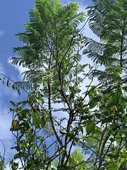 Magnoliopsida