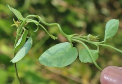 Pentatropis