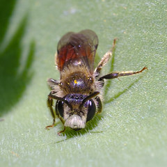 Andrena labiata