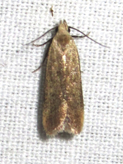 Anacampsis fullonella