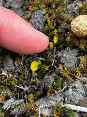 Viola cunninghamii, photograph (c) Ben, some rights reserved (CC BY)