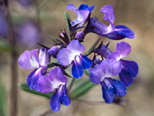 Collinsia grandiflora, photograph 3