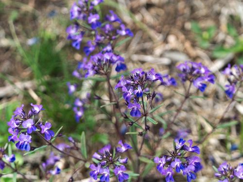 Collinsia grandiflora, photograph 4