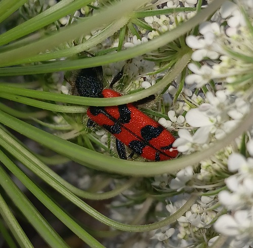 Trichodes umbellatarum