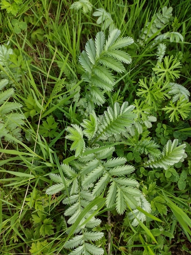 common silverweed