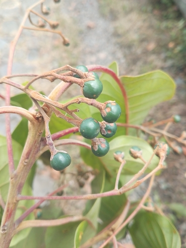 Persea caerulea, photograph 2