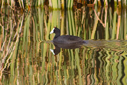 iNaturalist image